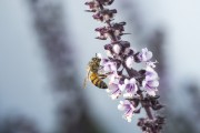 Detail of a bee pollinating a basil flower - Xangri-la city - Rio Grande do Sul state (RS) - Brazil