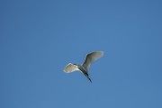 Snowy Egret (Egretta thula) flying over the Tramandai River - Tramandai city - Rio Grande do Sul state (RS) - Brazil