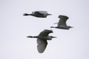 Group of Western cattle egret (Bubulcus ibis) flying - Guapiacu Ecological Reserve - Cachoeiras de Macacu city - Rio de Janeiro state (RJ) - Brazil