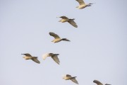 Group of Western cattle egret (Bubulcus ibis) flying - Guapiacu Ecological Reserve - Cachoeiras de Macacu city - Rio de Janeiro state (RJ) - Brazil
