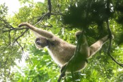 Wooly Spider Monkey (Brachyteles araches), an endangered species - Guapiaçu Ecological Reserve - Cachoeiras de Macacu city - Rio de Janeiro state (RJ) - Brazil