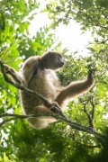 Wooly Spider Monkey (Brachyteles araches), an endangered species - Guapiaçu Ecological Reserve - Cachoeiras de Macacu city - Rio de Janeiro state (RJ) - Brazil