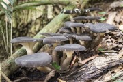 Wild mushrooms (fungus) in the Guapiaçu Ecological Reserve - Cachoeiras de Macacu city - Rio de Janeiro state (RJ) - Brazil