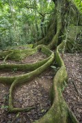 View of Fig tree with large roots - Guapiaçu Ecological Reserve - Cachoeiras de Macacu city - Rio de Janeiro state (RJ) - Brazil