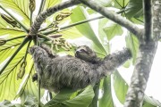 Pale-throated Sloth (Bradypus tridactylus) hanging from a tree branch - Guapiaçu Ecological Reserve - Cachoeiras de Macacu city - Rio de Janeiro state (RJ) - Brazil