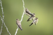 Southern Rough-winged Swallow (Stelgidopteryx ruficollis) on a tree branch - Guapiaçu Ecological Reserve - Cachoeiras de Macacu city - Rio de Janeiro state (RJ) - Brazil