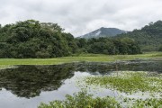 General view of lake - Guapiacu Ecological Reserve  - Cachoeiras de Macacu city - Rio de Janeiro state (RJ) - Brazil