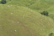 View of cattle pasture fields - Guapiaçu Ecological Reserve - Cachoeiras de Macacu city - Rio de Janeiro state (RJ) - Brazil