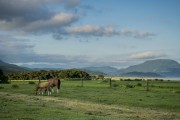 Horses grazing in rural landscape - Osorio city - Rio Grande do Sul state (RS) - Brazil