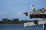 Snowy Egret (Egretta thula) on the Tramandai River - Tramandai city - Rio Grande do Sul state (RS) - Brazil