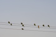 Monk Parakeet (Myiopsitta monachus) perched on power lines - Xangri-la city - Rio Grande do Sul state (RS) - Brazil