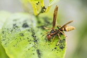 Wasp on lemon leaf - Xangri-la city - Rio Grande do Sul state (RS) - Brazil