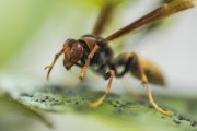 Wasp on lemon leaf - Xangri-la city - Rio Grande do Sul state (RS) - Brazil