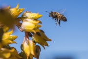 Bee detail pollinating Echeveria flower - Xangri-la city - Rio Grande do Sul state (RS) - Brazil