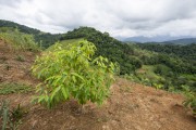 Reforestation trees in the Guapiaçu Ecological Reserve - Cachoeiras de Macacu city - Rio de Janeiro state (RJ) - Brazil