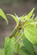 Detail of grasshopper - Guapiacu Ecological Reserve - Cachoeiras de Macacu city - Rio de Janeiro state (RJ) - Brazil