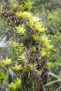 Detail of bromeliad on tree trunk - Guapiacu Ecological Reserve  - Cachoeiras de Macacu city - Rio de Janeiro state (RJ) - Brazil