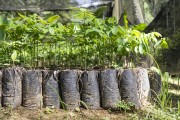 Tree seedlings for reforestation project - Guapiacu Ecological Reserve - Cachoeiras de Macacu city - Rio de Janeiro state (RJ) - Brazil