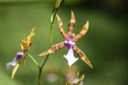 Nursery orchids - Guapiacu Ecological Reserve - Cachoeiras de Macacu city - Rio de Janeiro state (RJ) - Brazil
