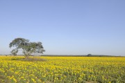 Sunflower (helianthus sp) plantation - Zacarias city - Sao Paulo state (SP) - Brazil