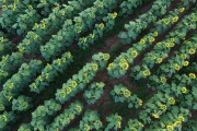 Picture taken with drone of the Sunflower (helianthus sp) plantation - Sao Jose do Rio Preto city - Sao Paulo state (SP) - Brazil