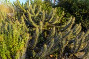 Cactus xiquexique (Pilosocereus gounellei) in the landscape of green caatinga in the hinterland of Bahia after the rainy season - Sobradinho city - Bahia state (BA) - Brazil