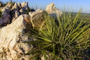 Macambira (Bromelia laciniosa) sprouting between rocks in the Bahian hinterland - typical vegetation of the caatinga - Sobradinho city - Bahia state (BA) - Brazil