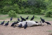 Black Vulture (Coragyps atratus) feed on dead cattle - Sao Jose de Piranhas city - Paraiba state (PB) - Brazil