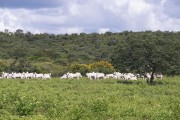 Nelore cattle on green pasture after the rainy season - Brejo Santo city - Ceara state (CE) - Brazil