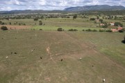 Picture taken with drone of the mixed cattle ranch in green pasture after rainy season - Brejo Santo city - Ceara state (CE) - Brazil