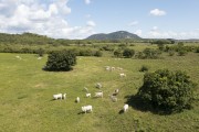 Picture taken with drone of the nelore cattle farm in green pasture after rainy season - Brejo Santo city - Ceara state (CE) - Brazil