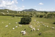 Picture taken with drone of the beef cattle farm in green pasture after rainy season - Brejo Santo city - Ceara state (CE) - Brazil
