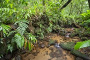 Stream in the Tijuca Forest - Tijuca National Park - Rio de Janeiro city - Rio de Janeiro state (RJ) - Brazil