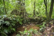 Stream in the Tijuca Forest - Tijuca National Park - Rio de Janeiro city - Rio de Janeiro state (RJ) - Brazil