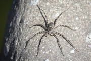 Fishing spider (Trechaleoides biocellata) on Vale da Lua (Lua Valley) - Chapada dos Veadeiros National Park - Alto Paraiso de Goias city - Goias state (GO) - Brazil