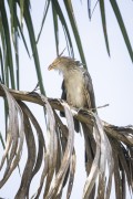Guira cuckoo (Guira guira) - Chapada dos Veadeiros National Park  - Alto Paraiso de Goias city - Goias state (GO) - Brazil