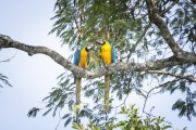 Blue-and-yellow Macaw (Ara ararauna) - Chapada dos Veadeiros National Park  - Alto Paraiso de Goias city - Goias state (GO) - Brazil