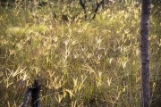 Typical Cerrado vegetation - Chapada dos Veadeiros National Park - Alto Paraiso de Goias city - Goias state (GO) - Brazil