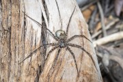 Fishing spider (Trechaleoides biocellata) on Almecegas I Waterfall - near to Chapada dos Veadeiros National Park  - Alto Paraiso de Goias city - Goias state (GO) - Brazil
