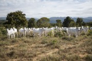 Cattle on farm pasture in Cerrado area - Veadeiros Plateau  - Alto Paraiso de Goias city - Goias state (GO) - Brazil