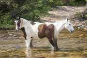 Horses in Cerrado area - Veadeiros Plateau  - Alto Paraiso de Goias city - Goias state (GO) - Brazil