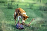 Dog eating animal scraps - The 90s - Rio Grande do Sul state (RS) - Brazil