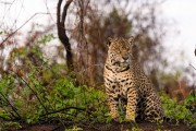 Jaguar (Panthera onca) hunting in Tres Irmaos River - Encontro da Aguas State Park - Pocone city - Mato Grosso state (MT) - Brazil