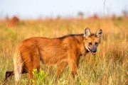 Maned Wolf (Chrysocyon brachyurus) - Emas National Park - Mineiros city - Goias state (GO) - Brazil