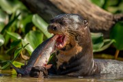 Giant otter (Pteronura brasiliensis) eating fish he had just caught - Encontro das Aguas State Park - Pocone city - Mato Grosso state (MT) - Brazil