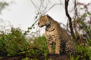 Jaguar (Panthera onca) hunting in Tres Irmaos River - Encontro da Aguas State Park - Pocone city - Mato Grosso state (MT) - Brazil