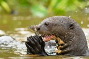 Giant otter (Pteronura brasiliensis) eating fish he had just caught - Encontro das Aguas State Park - Pocone city - Mato Grosso state (MT) - Brazil