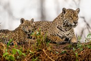 Jaguar (Panthera onca) with cub - Encontro da Aguas State Park - Pocone city - Mato Grosso state (MT) - Brazil