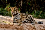 Jaguar (Panthera onca) resting in Tres Irmaos River - Encontro da Aguas State Park - Pocone city - Mato Grosso state (MT) - Brazil