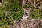 Jaguar (Panthera onca) in Corixo Negro - Encontro da Aguas State Park - Pocone city - Mato Grosso state (MT) - Brazil